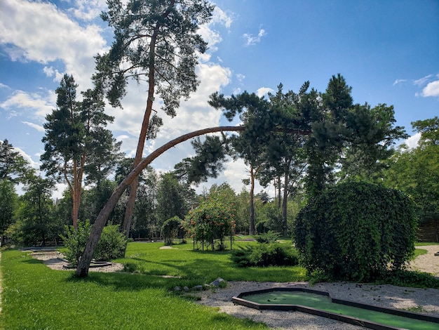 Bellissimo paesaggio estivo parco con prato verde