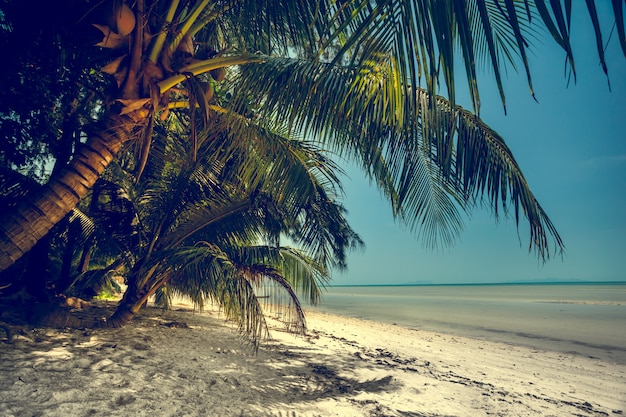 Bellissimo paesaggio estivo sulla spiaggia. Sfondo naturale