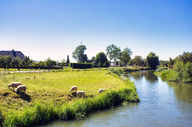 Bellissimo paesaggio estivo verde nei Paesi Bassi con pecore al pascolo