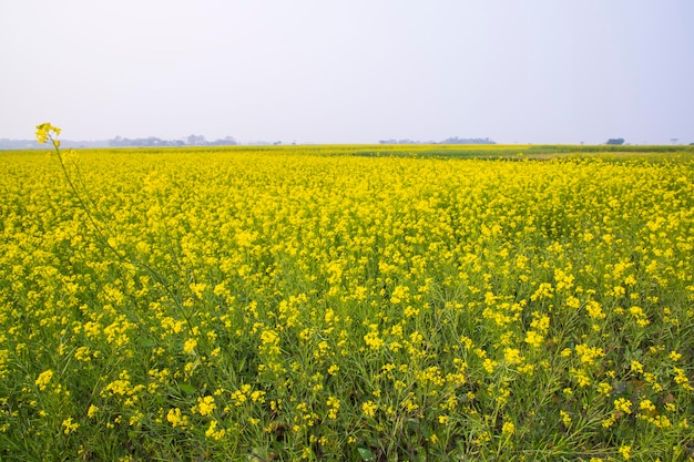 Bellissimo paesaggio floreale Vista dei fiori di colza in un campo nella campagna del Bangladesh