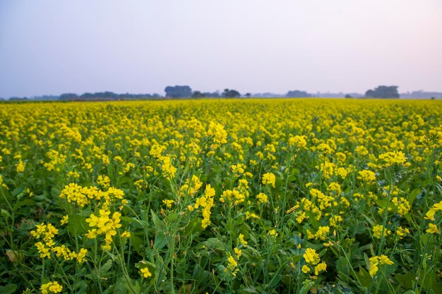 Bellissimo paesaggio floreale Vista di semi di colza in un campo con cielo blu nella campagna del Bangladesh