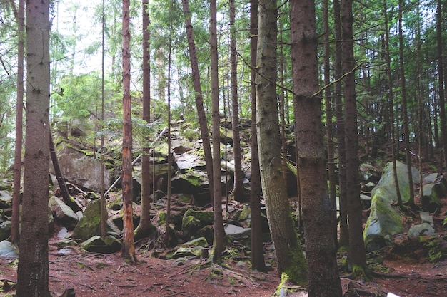 Bellissimo paesaggio Forest Landscape Green Forest