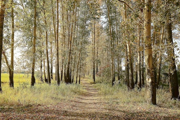 bellissimo paesaggio / foresta autunnale del parco, alberi con fogliame giallo, paesaggio autunnale, caduta delle foglie