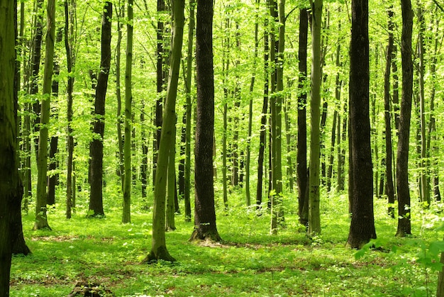 Bellissimo paesaggio forestale al mattino