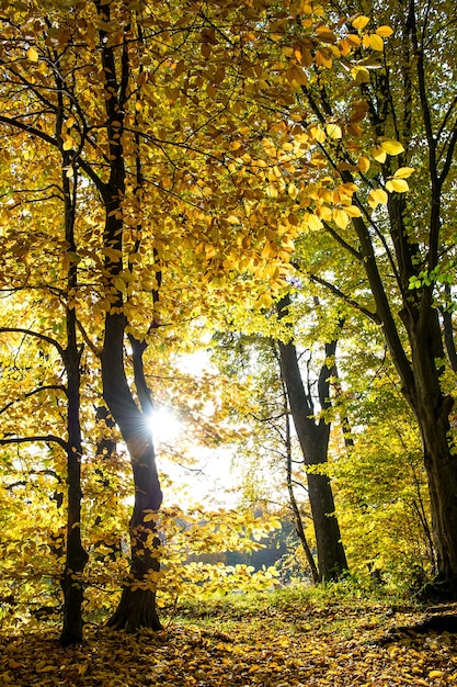 Bellissimo paesaggio forestale autunnale. cadere in un parco