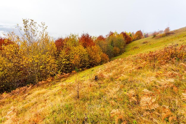 Bellissimo paesaggio forestale autunnale con fogliame giallo su alberi e abeti verdi in lontananza bellissime nuvole temporalesche