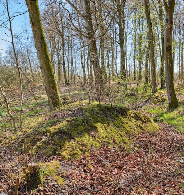 Bellissimo paesaggio forestale con grandi alberi secchi con muschio e foglie cadute all'aperto nella natura Vista panoramica di piante ed erba che crescono nell'ambiente in terreni incolti o boschi in autunno