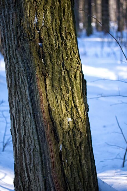 Bellissimo paesaggio forestale invernale