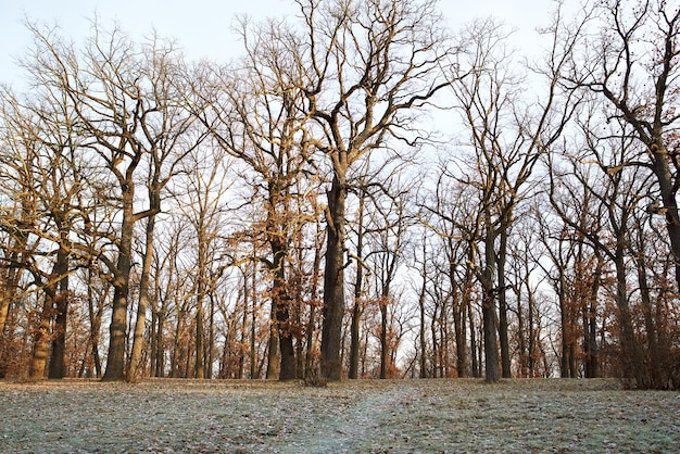 bellissimo paesaggio forestale nel tardo autunno, inverno