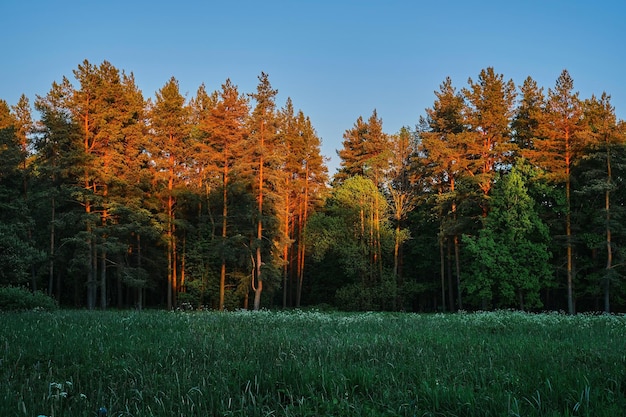 Bellissimo paesaggio forestale verde pineta e prato con l'ultimo sole che splende sugli alberi