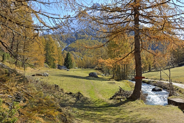 Bellissimo paesaggio in autunno nel parco naturale alpino con larici gialli e fiume