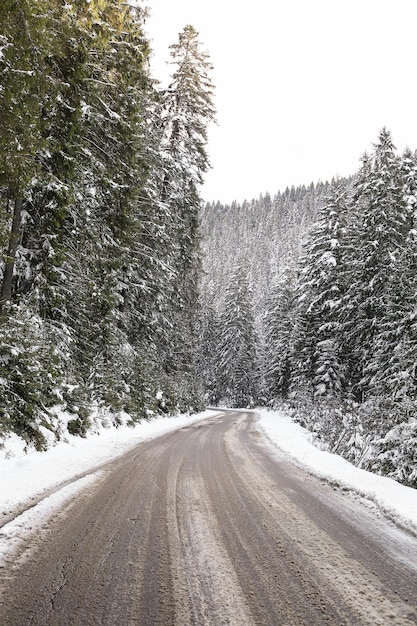 Bellissimo paesaggio invernale abete innevato tempo soleggiato