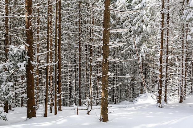 Bellissimo paesaggio invernale abete innevato tempo soleggiato