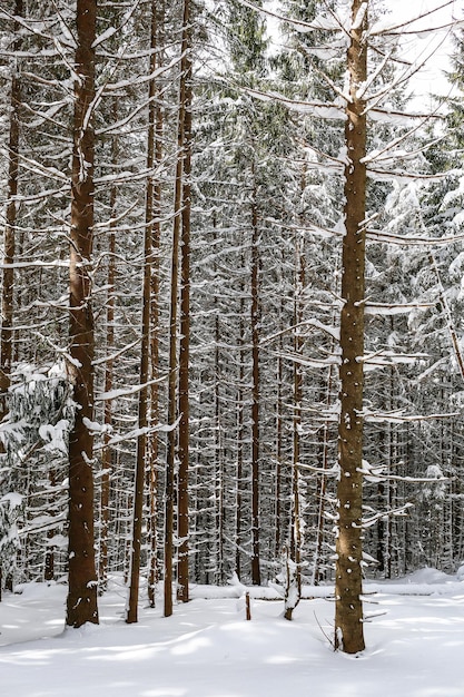 Bellissimo paesaggio invernale abete innevato tempo soleggiato