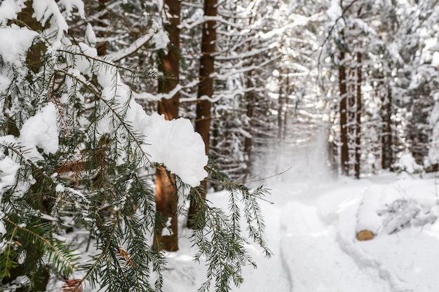 Bellissimo paesaggio invernale abete innevato tempo soleggiato