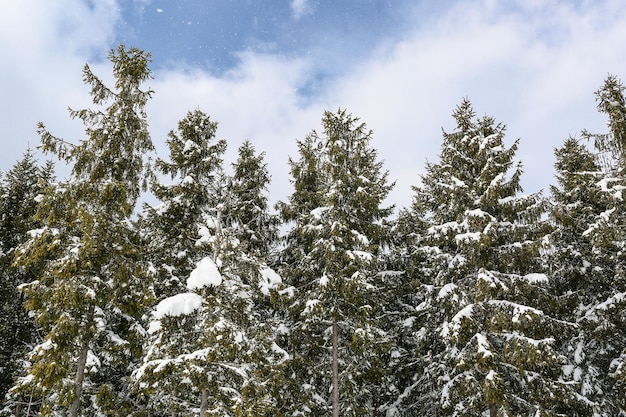 Bellissimo paesaggio invernale abete innevato tempo soleggiato