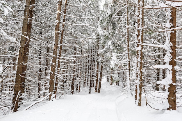 Bellissimo paesaggio invernale abete innevato tempo soleggiato