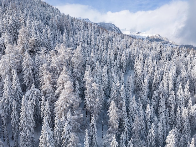 Bellissimo paesaggio invernale con abeti innevati al giorno nevoso e nebbioso