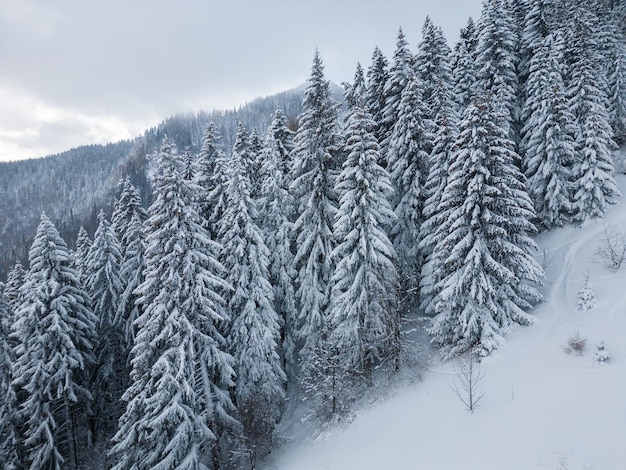 Bellissimo paesaggio invernale con abeti innevati al giorno nevoso e nebbioso