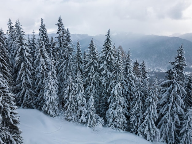 Bellissimo paesaggio invernale con abeti innevati al giorno nevoso e nebbioso