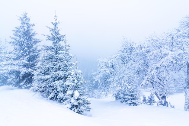 Bellissimo paesaggio invernale con alberi innevati Montagne d'inverno