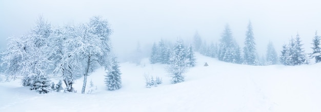 Bellissimo paesaggio invernale con alberi innevati Montagne d'inverno