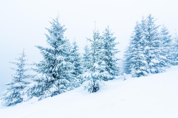 Bellissimo paesaggio invernale con alberi innevati Montagne d'inverno