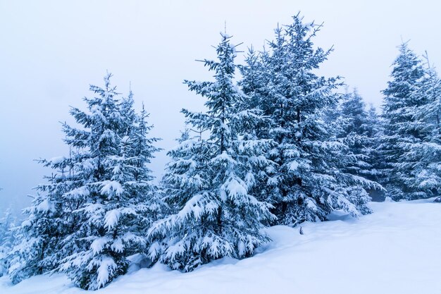 Bellissimo paesaggio invernale con alberi innevati Montagne d'inverno