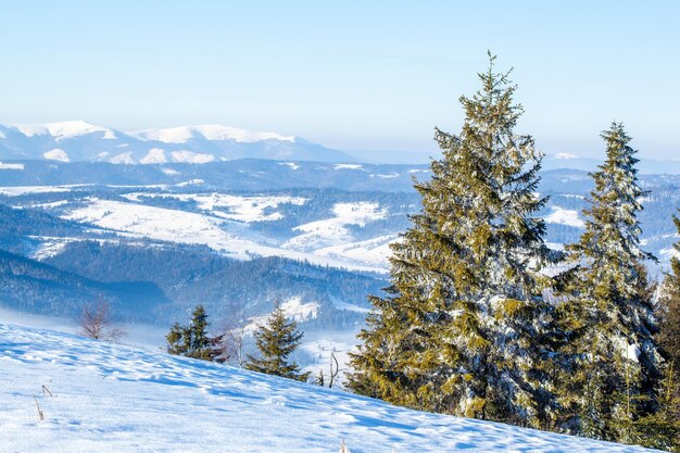 Bellissimo paesaggio invernale con alberi innevati Montagne d'inverno