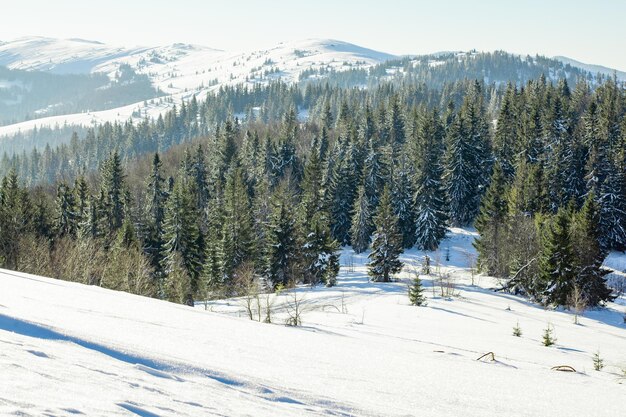 Bellissimo paesaggio invernale con alberi innevati Montagne d'inverno