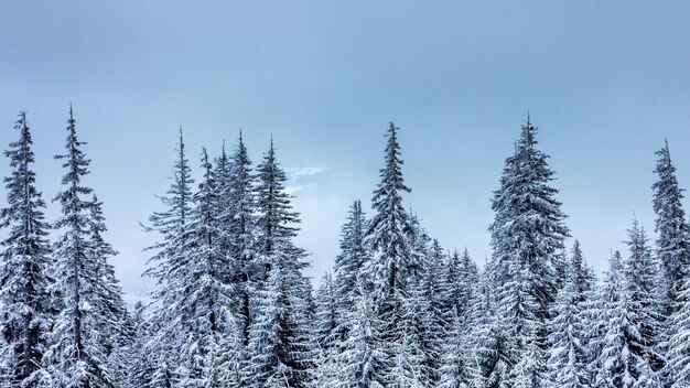 Bellissimo paesaggio invernale con alberi innevati Montagne d'inverno