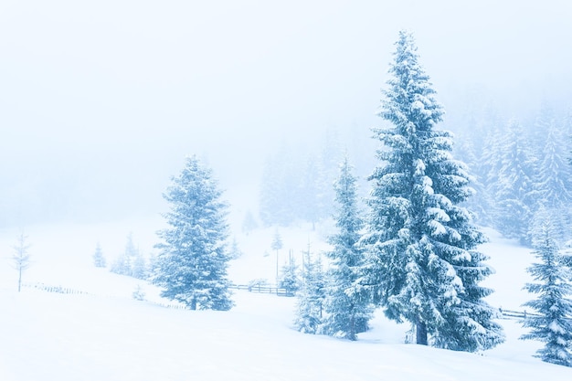 Bellissimo paesaggio invernale con alberi innevati Montagne d'inverno