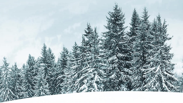 Bellissimo paesaggio invernale con alberi innevati Montagne d'inverno