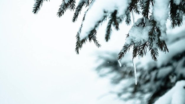 Bellissimo paesaggio invernale con alberi innevati Montagne d'inverno