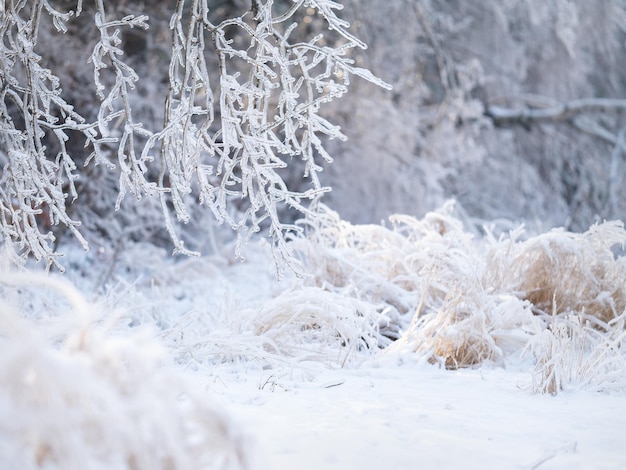 Bellissimo paesaggio invernale con alberi innevati