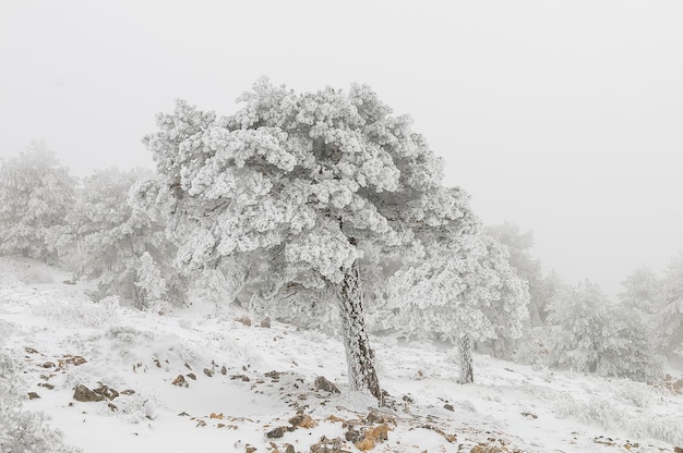 Bellissimo paesaggio invernale con alberi innevati.