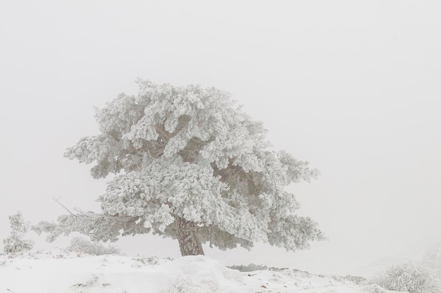 Bellissimo paesaggio invernale con alberi innevati.