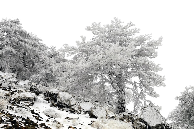 Bellissimo paesaggio invernale con alberi innevati.