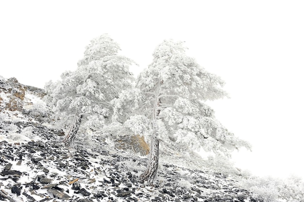 Bellissimo paesaggio invernale con alberi innevati.