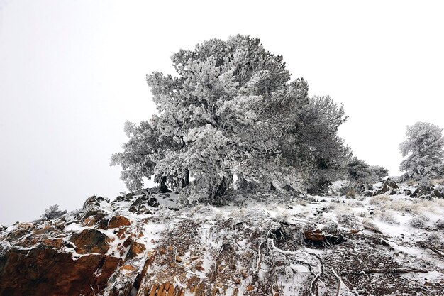 Bellissimo paesaggio invernale con alberi innevati.