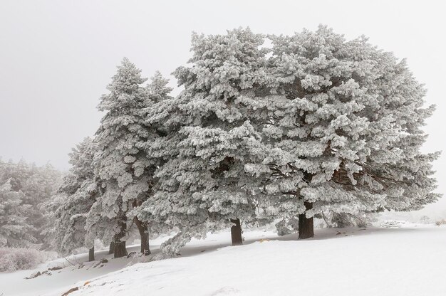 Bellissimo paesaggio invernale con alberi innevati.