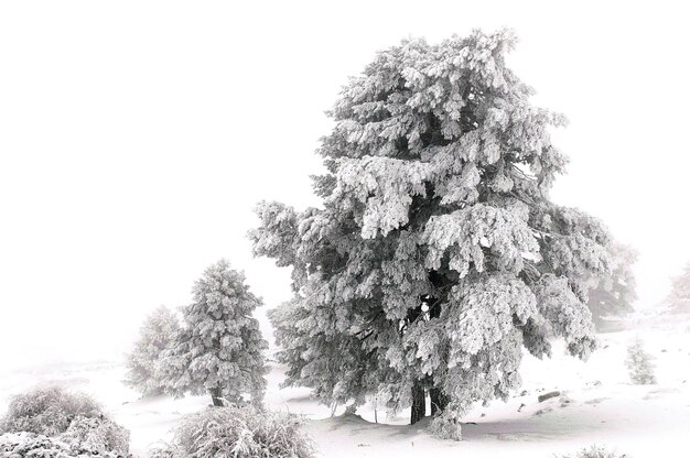 Bellissimo paesaggio invernale con alberi innevati.