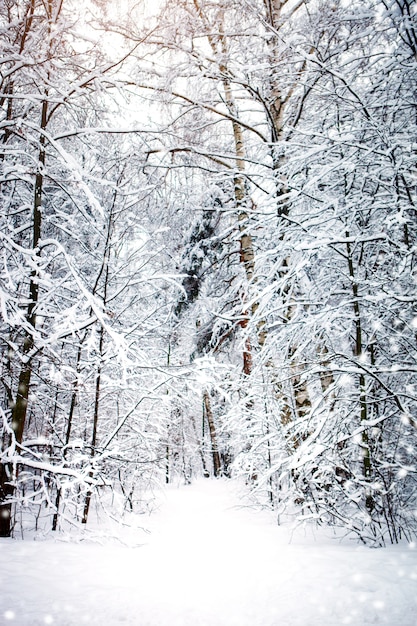 Bellissimo paesaggio invernale con alberi innevati.