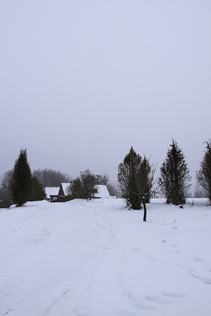 Bellissimo paesaggio invernale con alberi nella neve in campagna