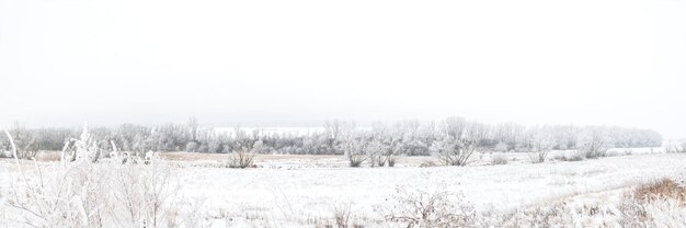 Bellissimo paesaggio invernale con alberi ricoperti di brina