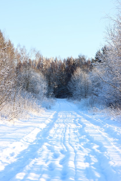 Bellissimo paesaggio invernale con foresta, alberi