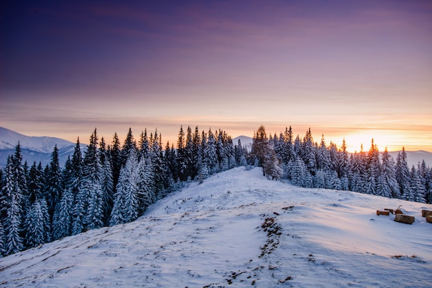 Bellissimo paesaggio invernale con l'Ucraina. Europa alberi coperti di neve