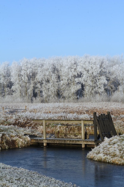 Bellissimo paesaggio invernale con un lago calmo e alberi coperti di gelo nei Paesi Bassi