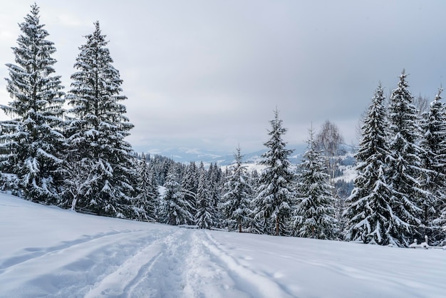 Bellissimo paesaggio invernale. Fitta foresta di montagna con alti abeti verde scuro, sentiero nella neve bianca pulita e profonda in una luminosa giornata invernale gelida.