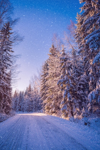 Bellissimo paesaggio invernale foresta innevata in una giornata di sole in Finlandia